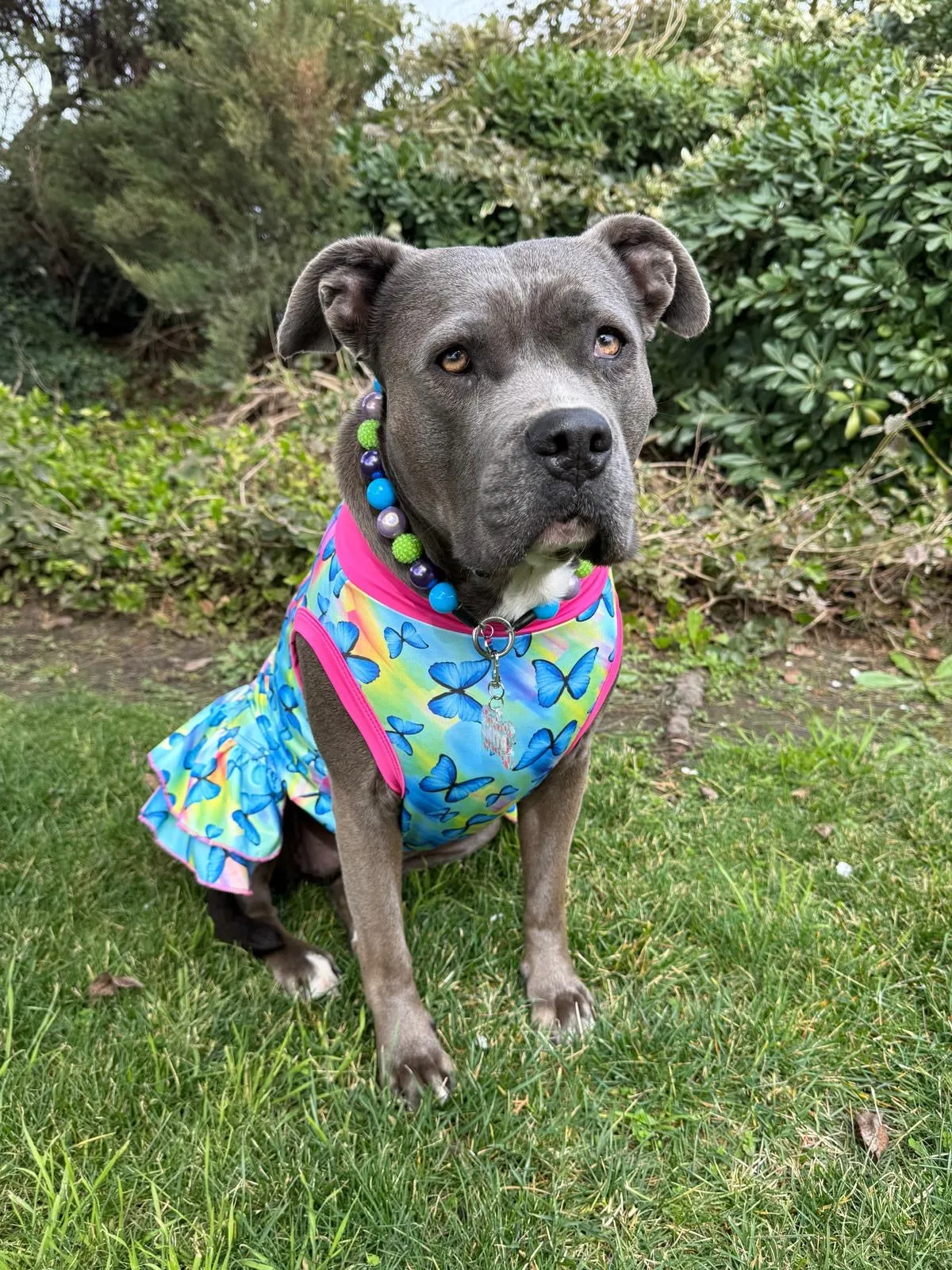 Bright Butterflies - Dog Pajama with Fuchsia Neck & Trim/Sleeves