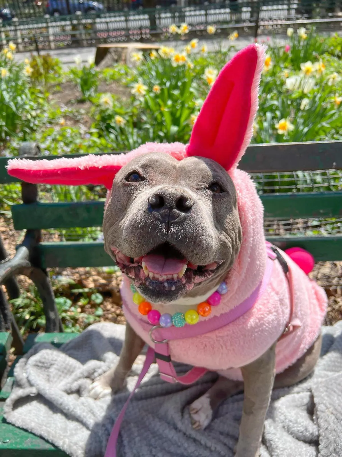 Bunny Hop Hoodie (comes in 2 different colors)