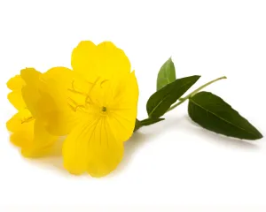 Evening Primrose