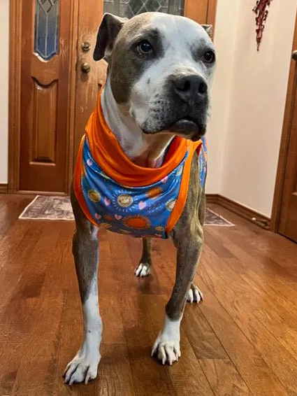 Keep Shining - Dog Pajama with Orange Neck & Trim/Sleeves