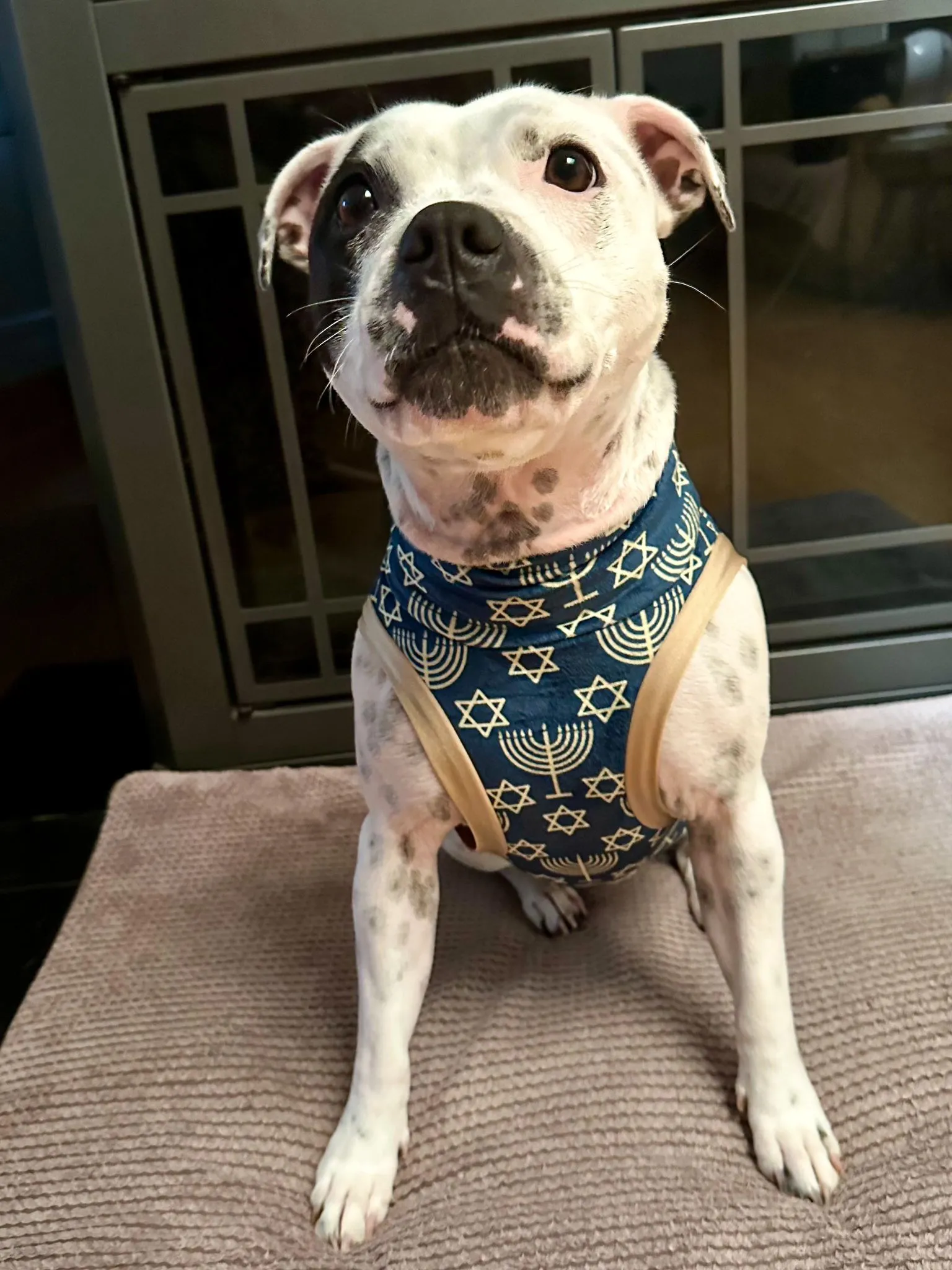 Menorah Miracle - Dog Pajama with Gold Neck & Trim/Sleeves
