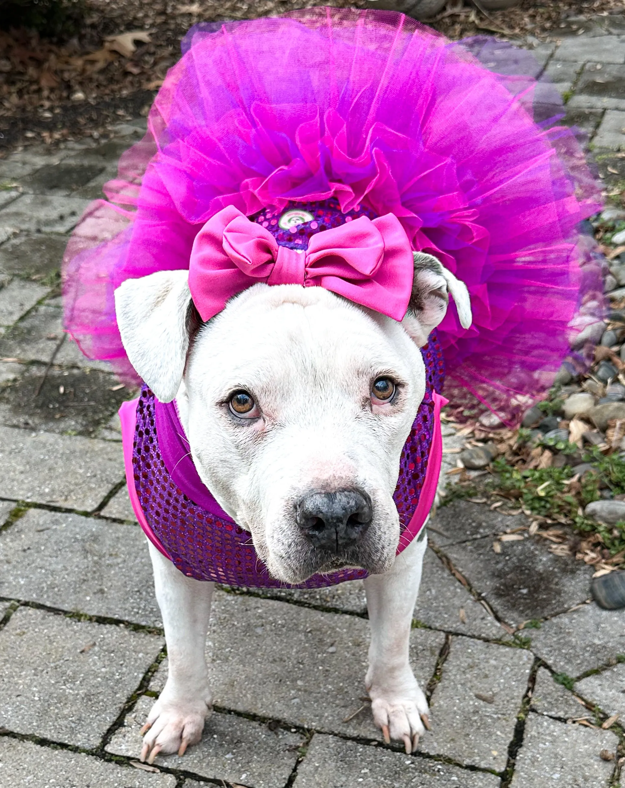Sparkle and Shine Dog Tutu Dress
