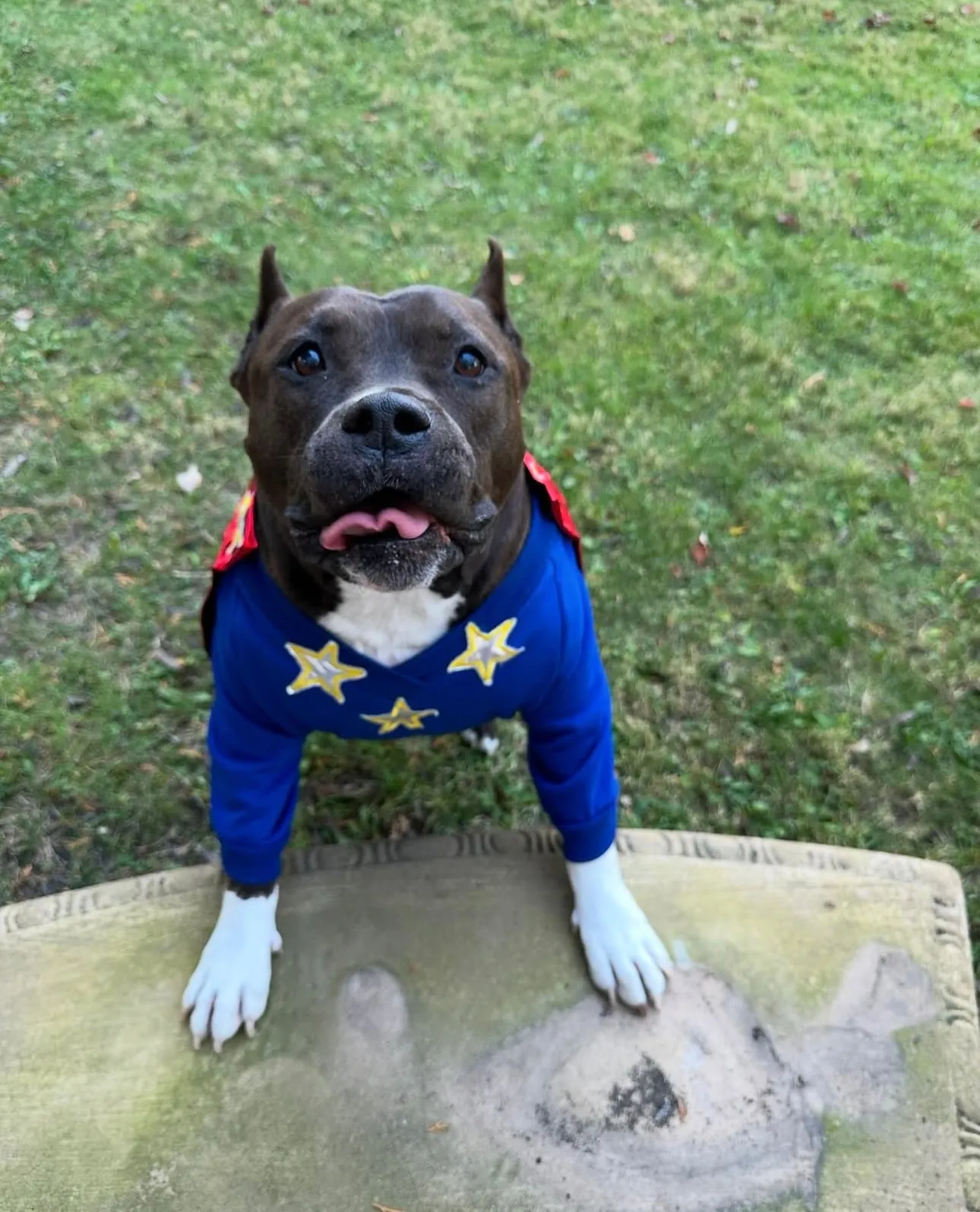 SuPAW Hero Dog Shirt With Detachable Cape