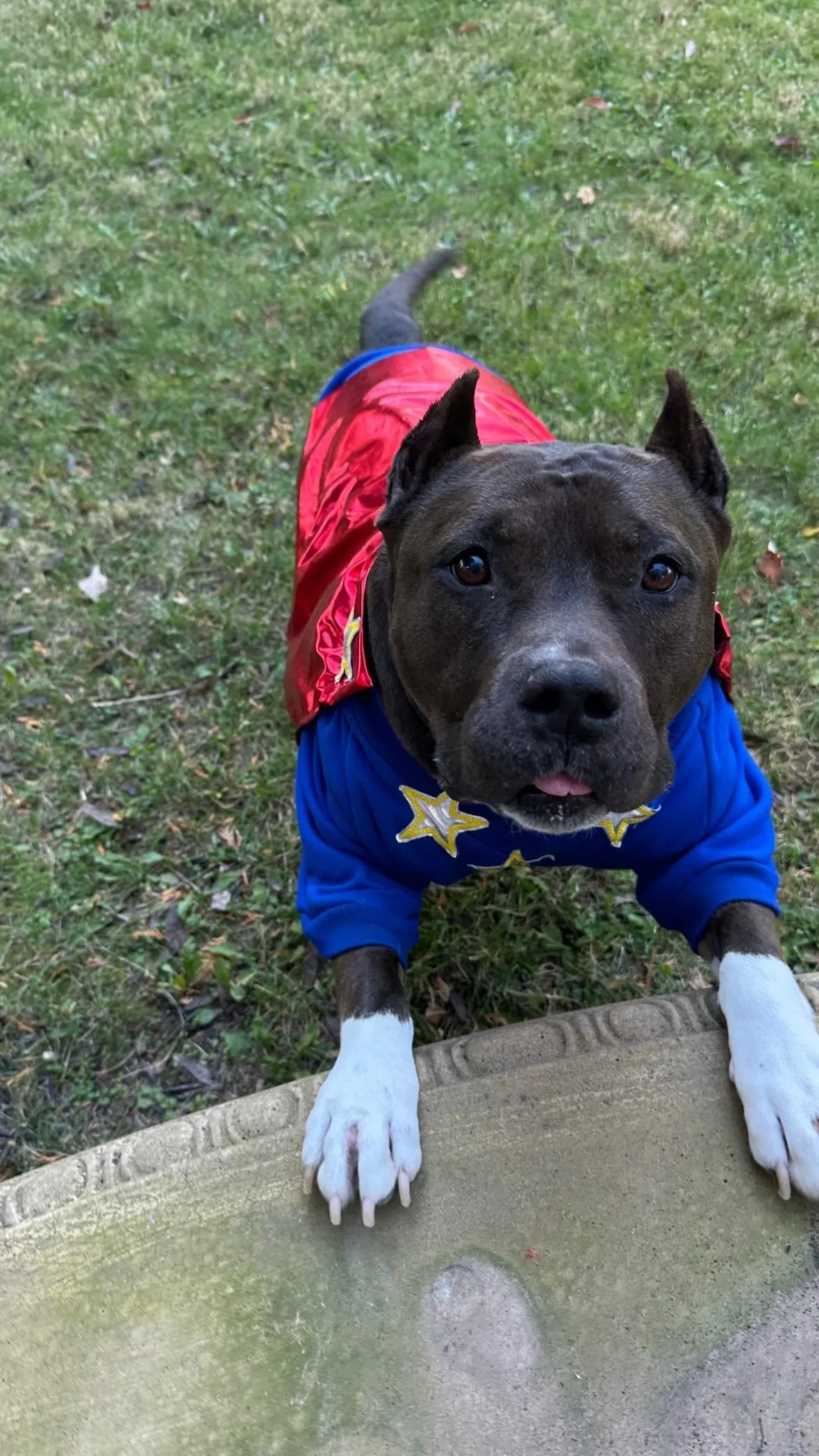 SuPAW Hero Dog Shirt With Detachable Cape