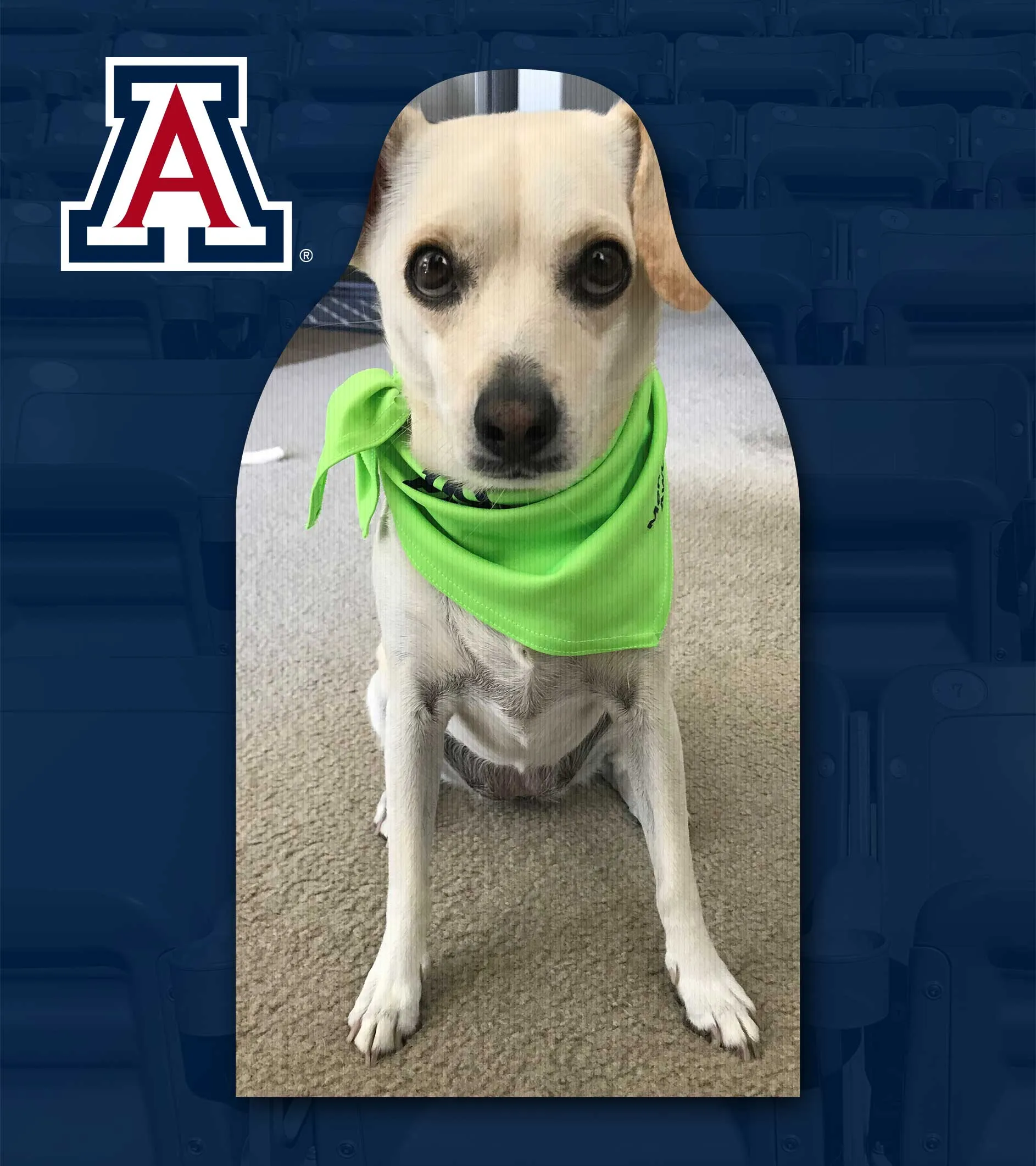 University of Arizona